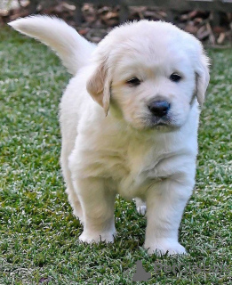 Additional photos: Healthy cute golden retriever puppies puppies available now for sale