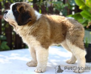 Photo №3. St. Bernard show class puppies. Russian Federation