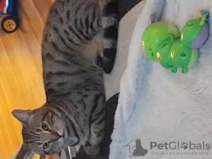 Photo №2 to announcement № 81728 for the sale of bengal cat - buy in Germany private announcement