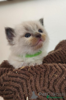 Photo №3. Seal Point Ragdoll-Kätzchen. Germany