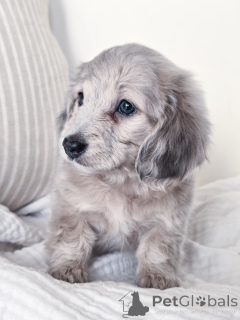 Photo №2 to announcement № 144518 for the sale of dachshund - buy in Germany breeder