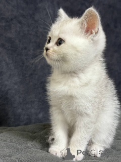 Photo №1. scottish straight - for sale in the city of Minsk | 129$ | Announcement № 164179