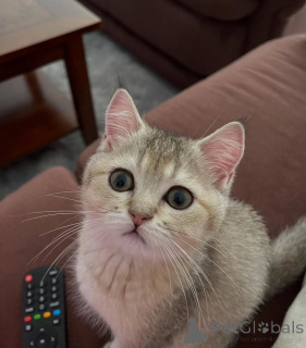 Photo №1. british shorthair - for sale in the city of Killarni | negotiated | Announcement № 156693