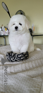 Photo №4. I will sell bichon frise in the city of Khmelnitsky. from nursery, breeder - price - 1426$