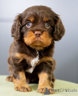 Photo №2 to announcement № 155454 for the sale of cavalier king charles spaniel - buy in Sweden private announcement