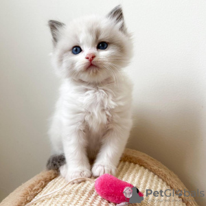 Photo №1. ragdoll - for sale in the city of New York | 400$ | Announcement № 53161