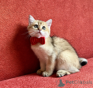 Photo №4. I will sell scottish straight in the city of Bratislava. breeder - price - negotiated