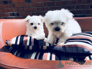 Photo №1. maltese dog - for sale in the city of Potsdam | Is free | Announcement № 105445