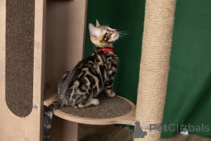 Photo №1. bengal cat - for sale in the city of Minsk | 484$ | Announcement № 165091