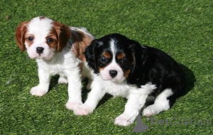 Photo №1. cavalier king charles spaniel - for sale in the city of Helsinki | negotiated | Announcement № 174024