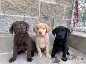 Photo №1. labrador retriever - for sale in the city of Denver | 500$ | Announcement № 174340