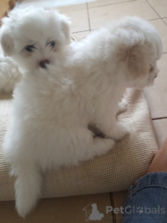 Photo №1. maltese dog - for sale in the city of Austkhoizer | negotiated | Announcement № 168307