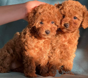 Photo №1. poodle (toy) - for sale in the city of Texas City | 450$ | Announcement № 56184