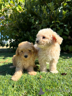 Photo №1. poodle (toy) - for sale in the city of Warsaw | negotiated | Announcement № 160833