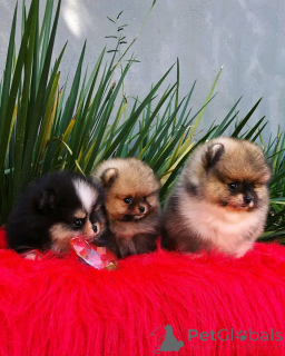 Photo №2 to announcement № 138972 for the sale of pomeranian - buy in United States private announcement, breeder