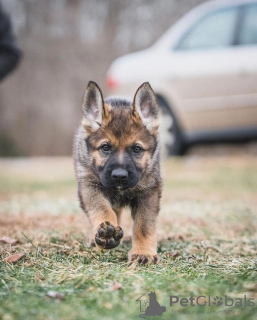 Photo №4. I will sell german shepherd in the city of Middlesbrough. private announcement, from nursery, from the shelter, breeder - price - negotiated