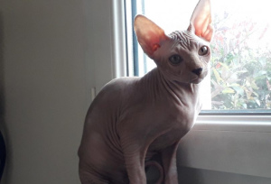 Photo №1. sphynx cat - for sale in the city of Lamballe | 1112$ | Announcement № 870