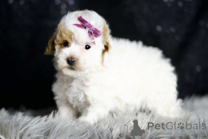 Photo №2 to announcement № 149852 for the sale of maltipu - buy in Germany private announcement, breeder