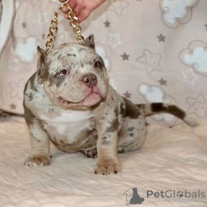 Photo №3. Extreme Pocket Bully Puppies Available Ready for New Homes!. United States