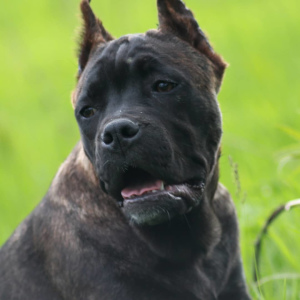 Photo №4. I will sell cane corso in the city of Donetsk. from nursery - price - 632$