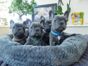 Photo №1. french bulldog - for sale in the city of Lappeenranta | Is free | Announcement № 110680