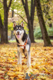 Photo №3. Handsome tricolor Arnie is looking for a home!. Russian Federation