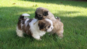 Photo №4. I will sell shih tzu in the city of Warsaw. private announcement - price - Is free