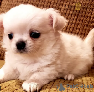Photo №1. chihuahua - for sale in the city of Stockholm | negotiated | Announcement № 96280