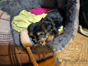 Photo №3. Cachorros Yorkie en busca de abrelatas. Spain