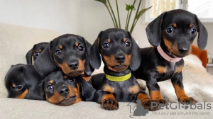 Photo №1. dachshund - for sale in the city of Caloocan | negotiated | Announcement № 51358