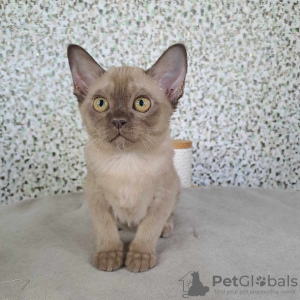 Photo №2 to announcement № 118726 for the sale of burmese cat - buy in Finland 