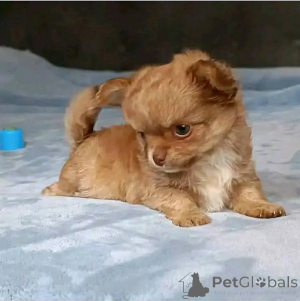 Photo №1. chihuahua - for sale in the city of Alabama | 800$ | Announcement № 166544