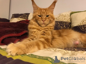 Photo №1. maine coon - for sale in the city of Амстердам | Is free | Announcement № 75895