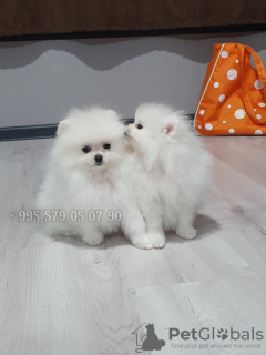 Photo №2 to announcement № 95858 for the sale of pomeranian - buy in Georgia private announcement, from nursery, breeder