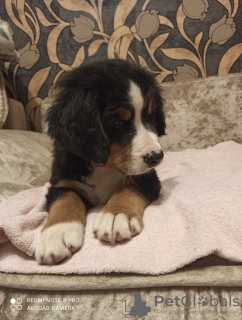 Photo №1. bernese mountain dog - for sale in the city of Дятлово | 313$ | Announcement № 11930