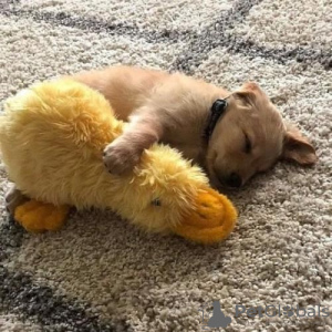 Photo №2 to announcement № 54207 about purchase of  - buy in Croatia private announcement, from nursery, from the shelter