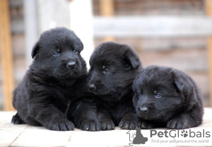 Photo №2 to announcement № 133064 for the sale of german shepherd - buy in France from nursery