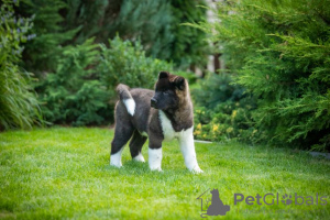 Additional photos: American Akita puppies