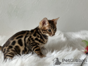 Photo №2 to announcement № 101558 for the sale of bengal cat - buy in United States breeder