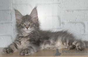 Photo №4. I will sell maine coon in the city of Yaroslavl. from nursery, breeder - price - negotiated