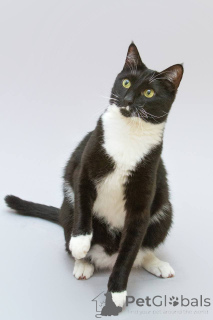 Photo №4. I will sell  in the city of Khimki. from the shelter - price - Is free