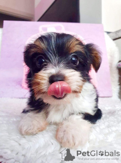 Photo №2 to announcement № 41591 for the sale of yorkshire terrier - buy in Germany 