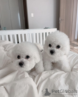 Photo №1. bichon frise - for sale in the city of Seydisfjordur | negotiated | Announcement № 116775