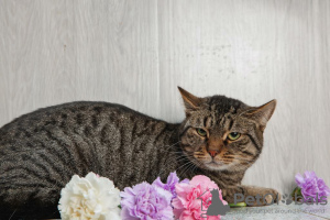 Photo №3. Cat Handsome Mark is looking for a home.. Russian Federation