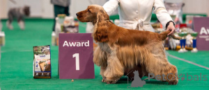 Photo №2. Mating service english cocker spaniel. Price - negotiated