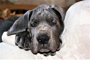 Photo №4. I will sell great dane in the city of Moscow. private announcement, breeder - price - Negotiated