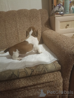 Photo №3. Puppies for sale. Russian Federation