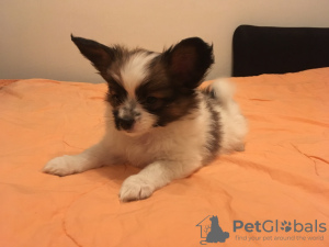 Photo №2 to announcement № 9110 for the sale of papillon dog - buy in Russian Federation breeder