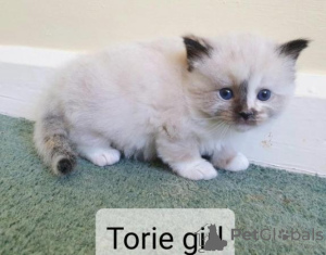 Photo №3. Pure bred Ragdoll Kittens, Seal, red, cream and Tortie. Germany