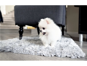 Photo №1. pomeranian - for sale in the city of Vaux-sur-Morges | negotiated | Announcement № 6402